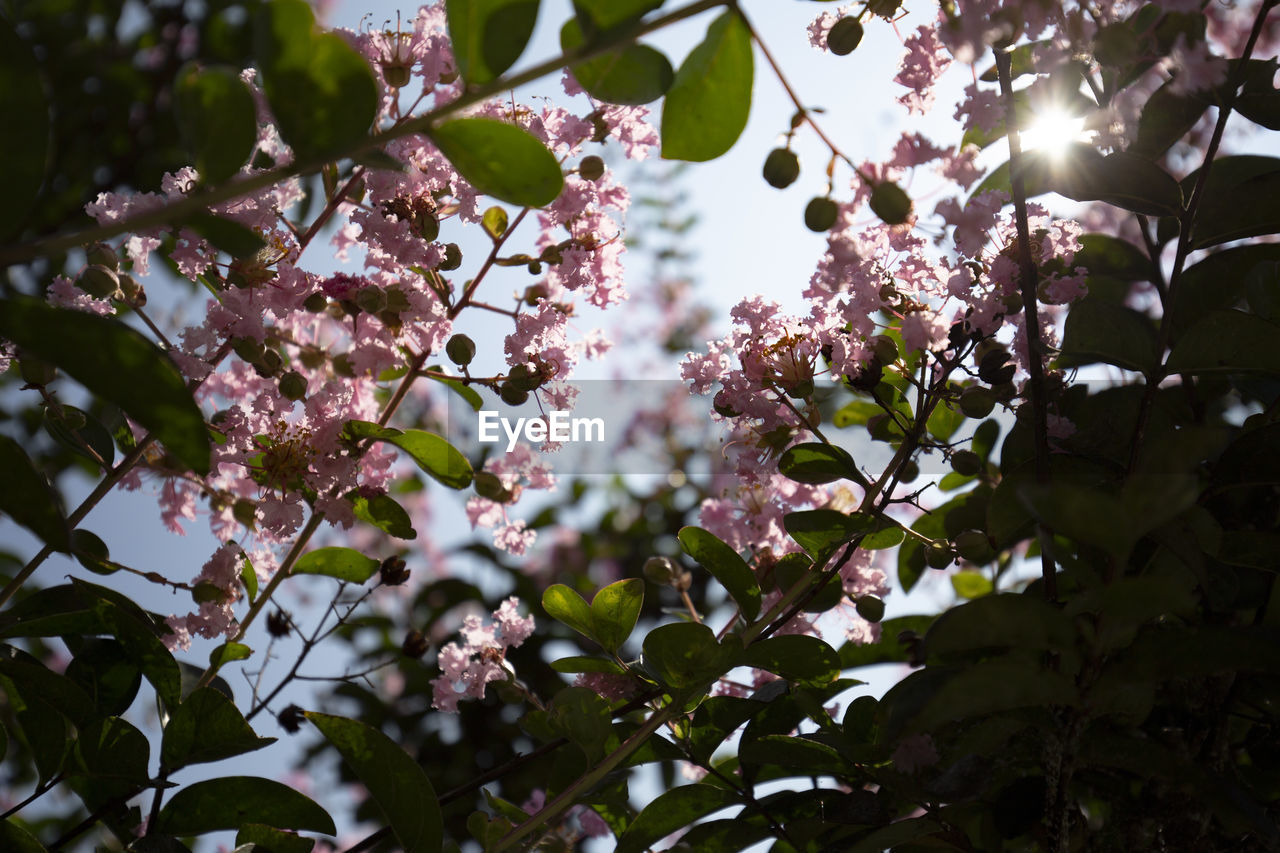 Low angle view of pink cherry blossoms in spring