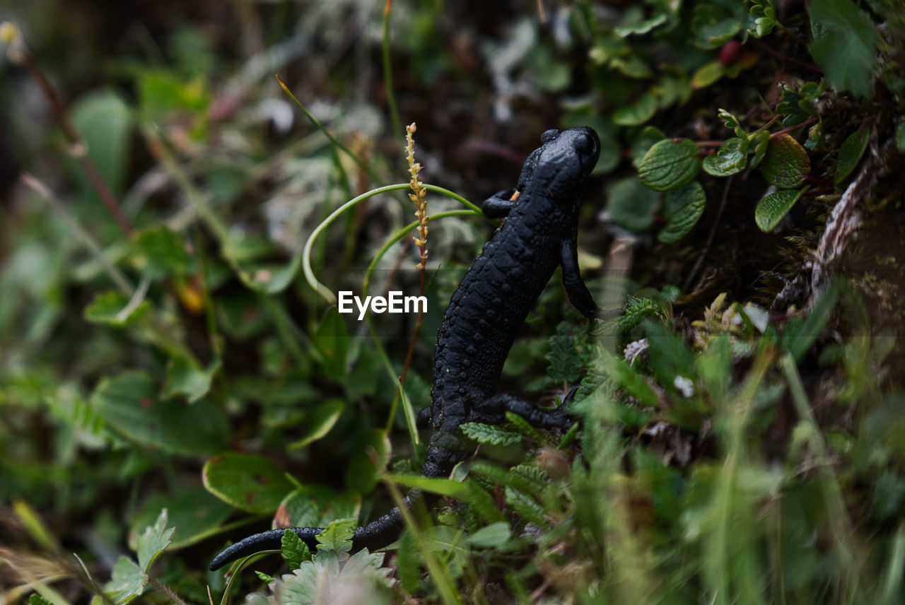 CLOSE-UP OF A LIZARD ON LAND