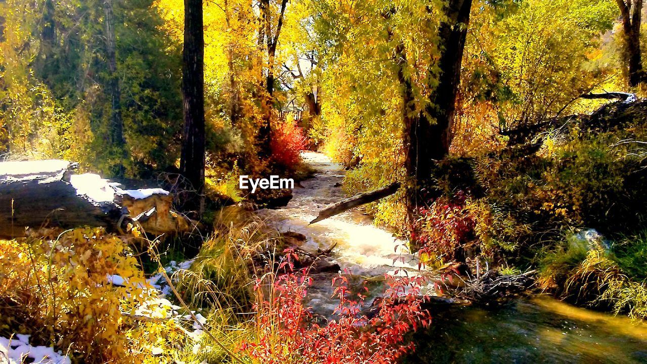 CLOSE-UP OF TREES BY RIVER IN FOREST