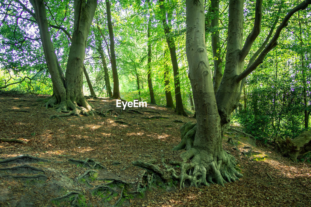 SCENIC VIEW OF FOREST