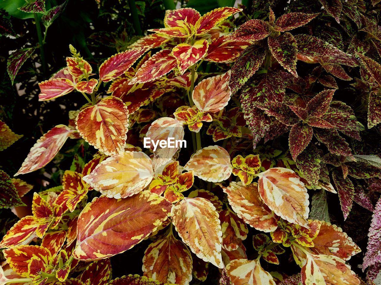 CLOSE-UP OF LEAVES ON TWIG