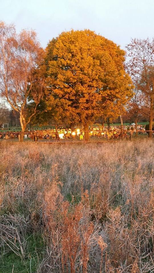 TREES ON FIELD