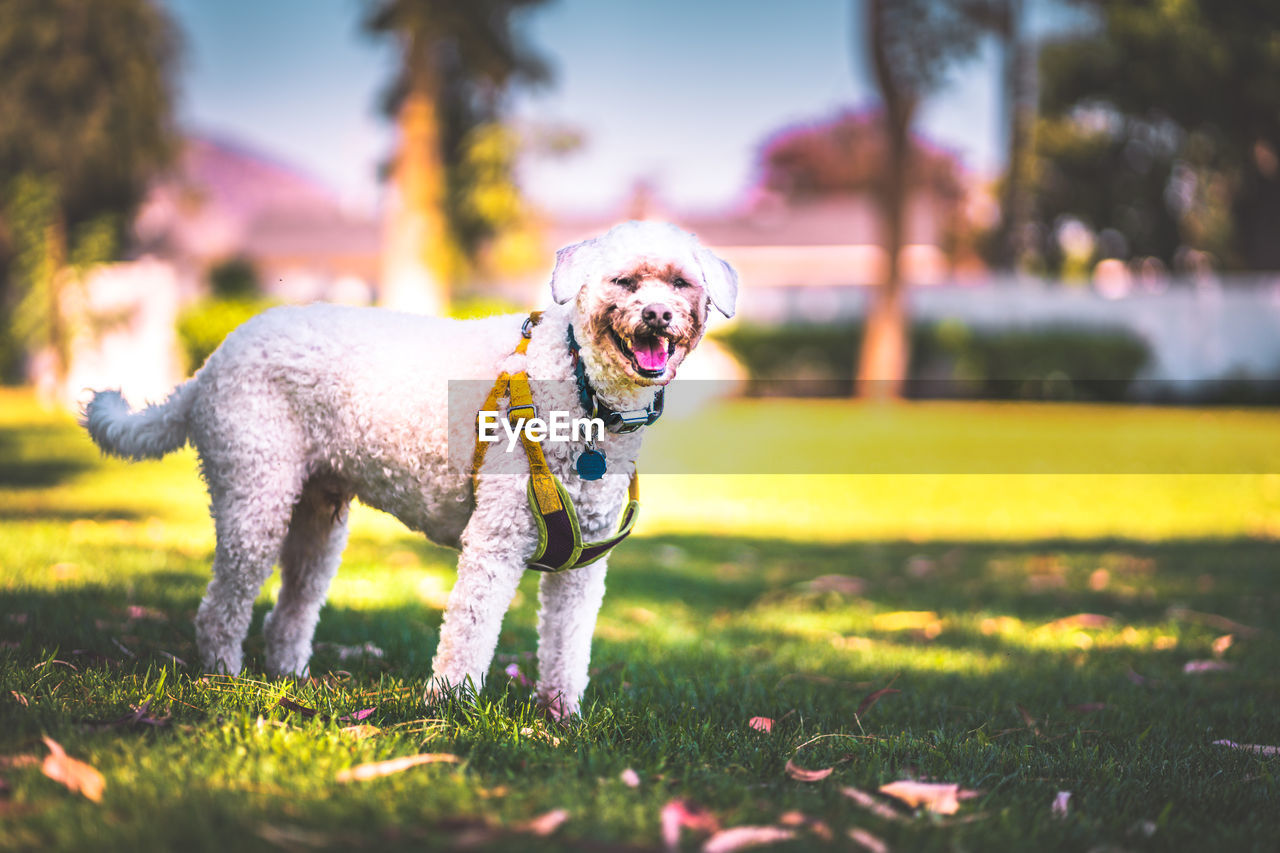 Portrait of dog on field