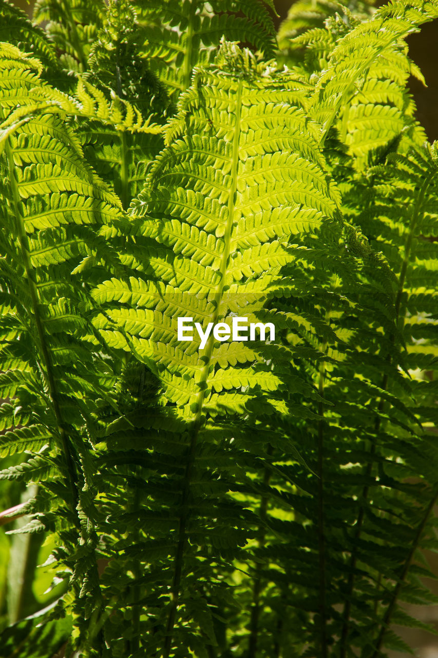 CLOSE-UP VIEW OF FERN