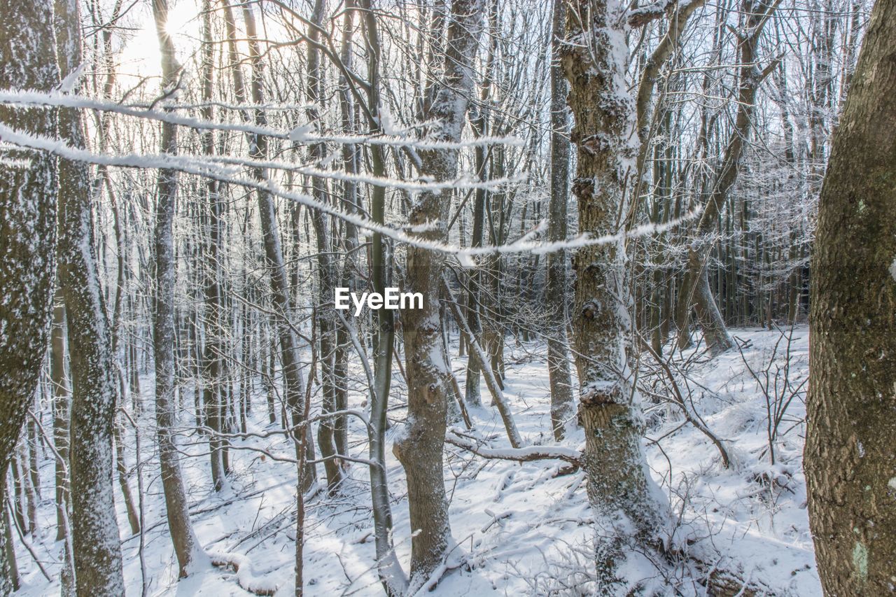 TREES IN SNOW COVERED FOREST