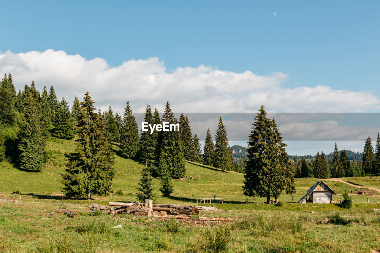 PANORAMIC SHOT OF TREES ON LANDSCAPE AGAINST SKY