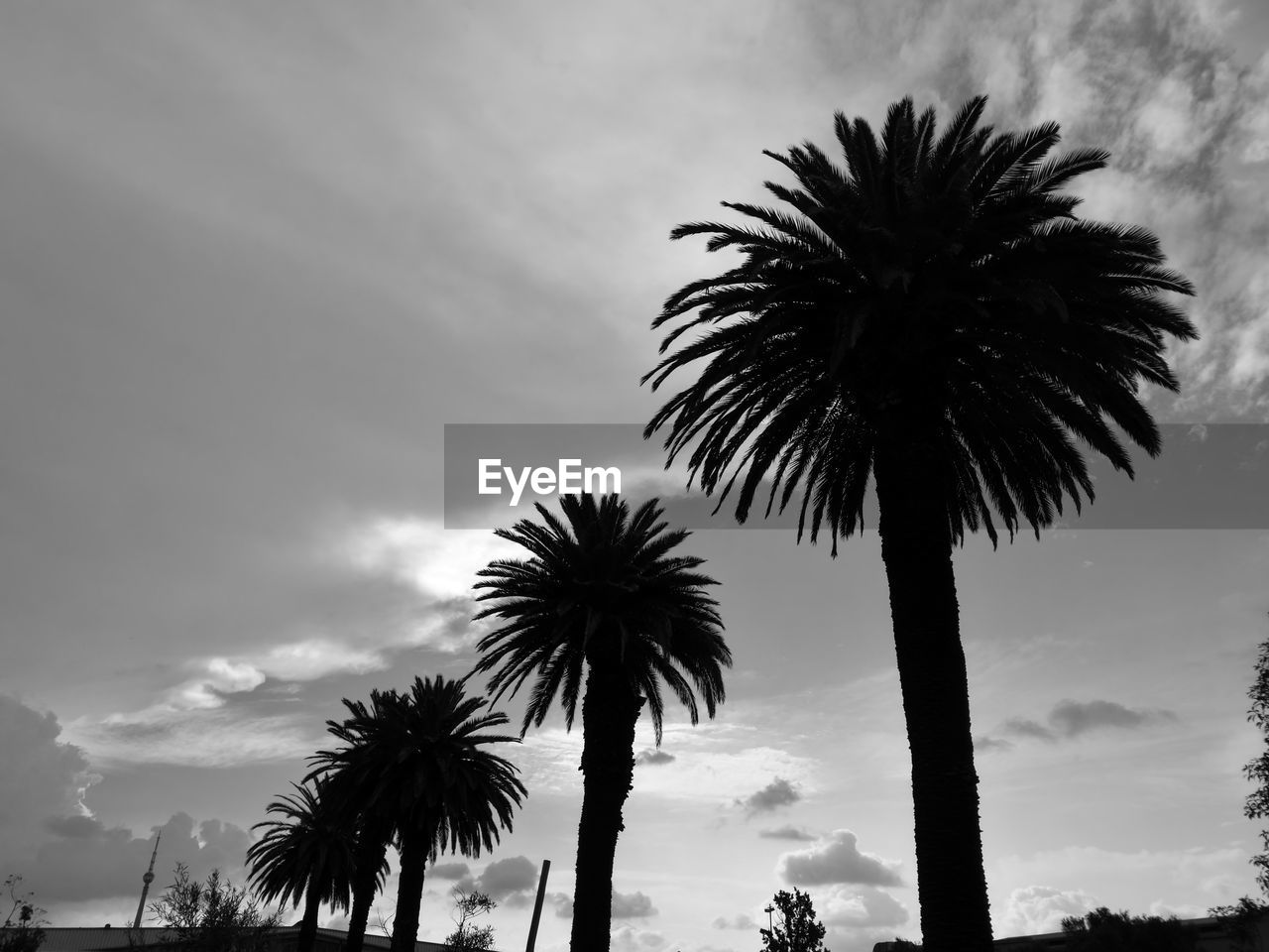 LOW ANGLE VIEW OF TREES AGAINST SKY