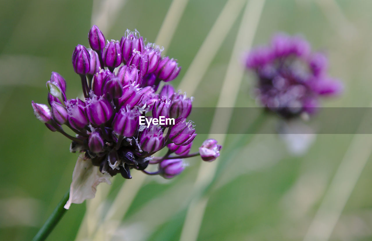 CLOSE-UP OF PURPLE FLOWERS BLOOMING