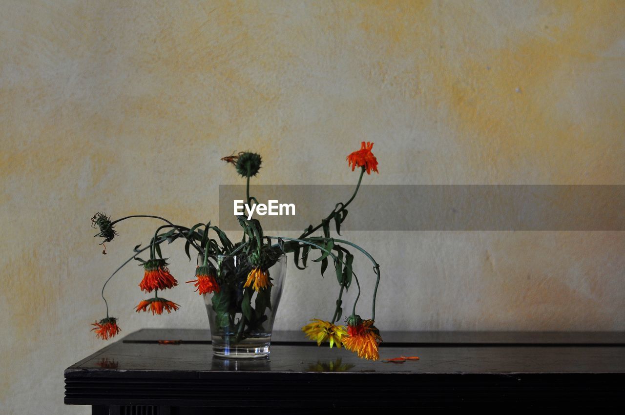 Wilted flowers on table against wall