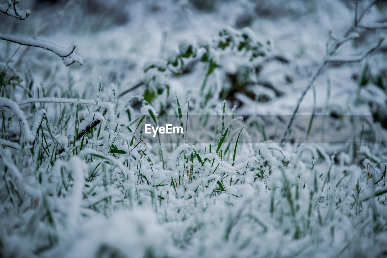 Close-up of frozen plants on field