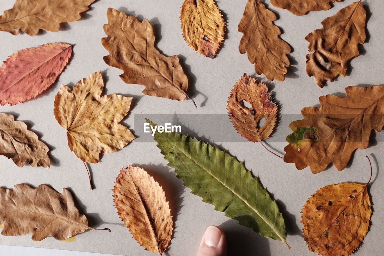 High angle view of maple leaves on white background