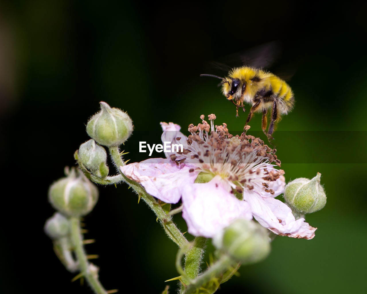 Close-up of bee flying over pink flower