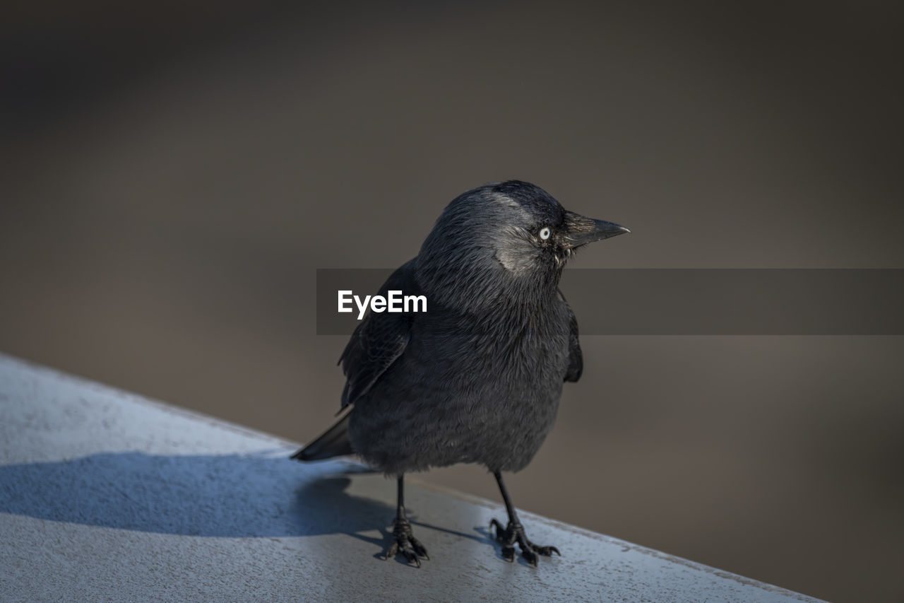 close-up of bird perching on wood