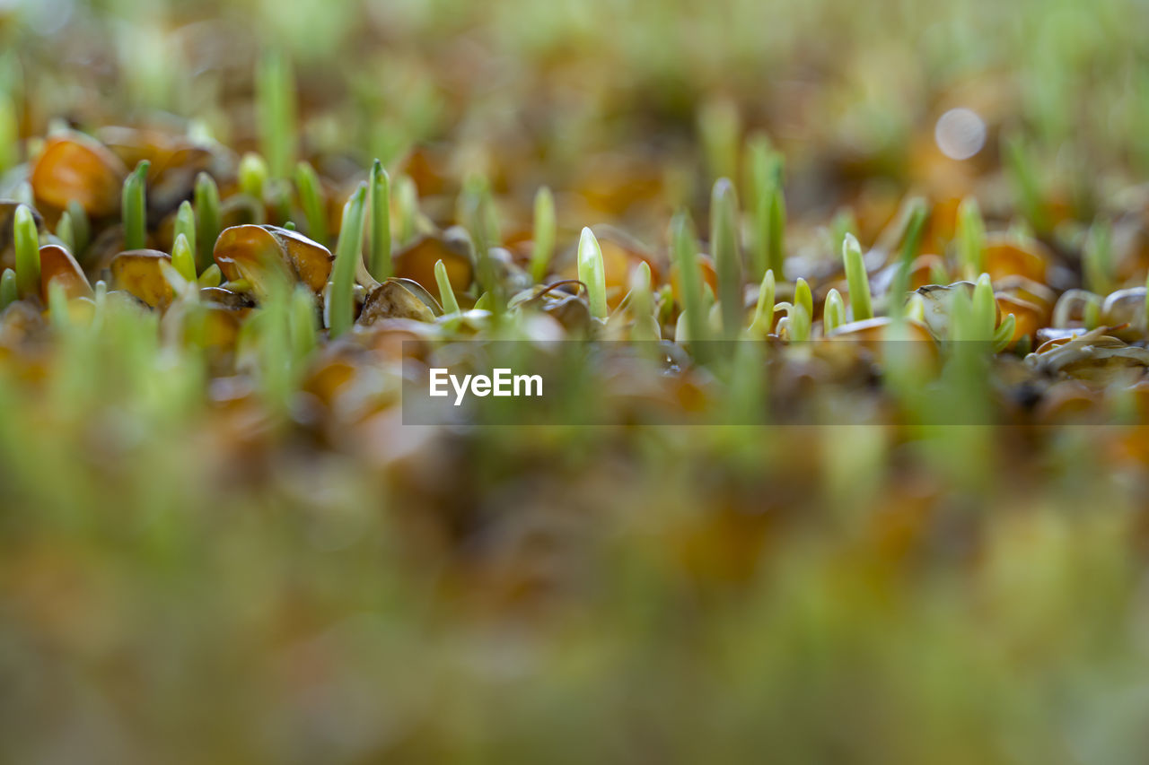 selective focus, plant, nature, leaf, grass, sunlight, macro photography, autumn, green, flower, yellow, close-up, no people, growth, beauty in nature, land, outdoors, environment, day, plant part, field, food, backgrounds, freshness, food and drink, landscape, meadow, lawn, vegetable, moss