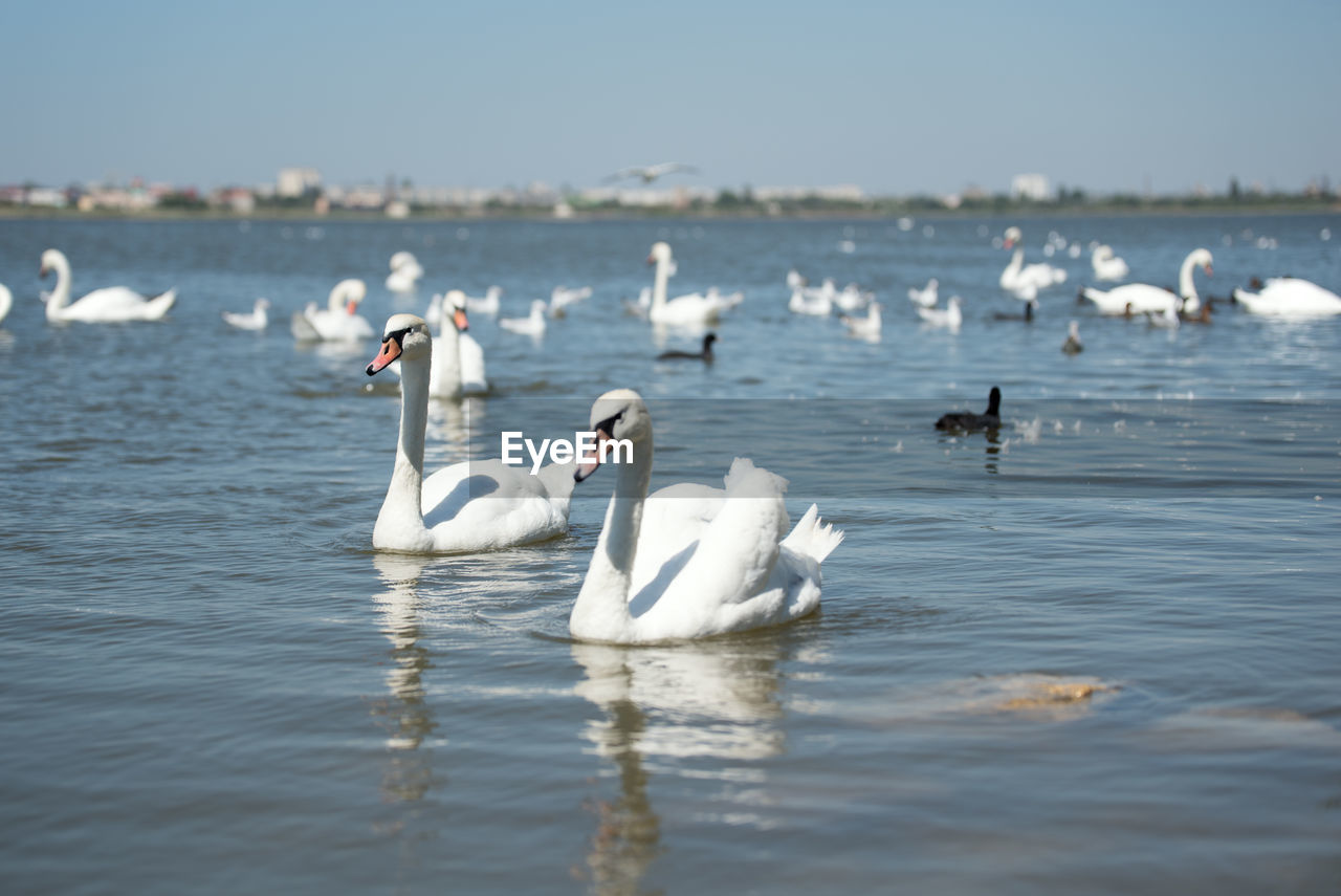 SWANS SWIMMING IN WATER