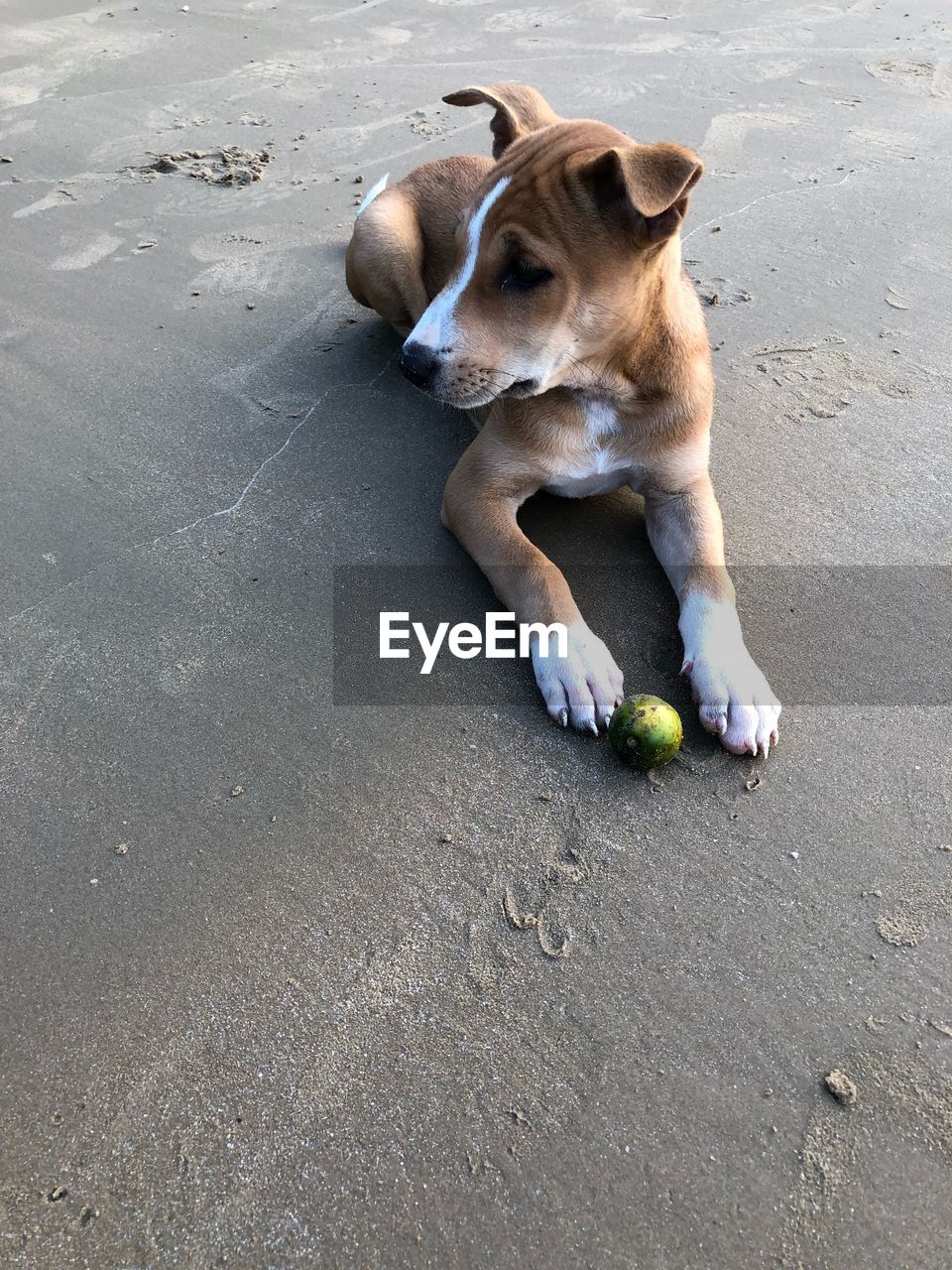 HIGH ANGLE VIEW OF DOG PLAYING ON THE ROAD