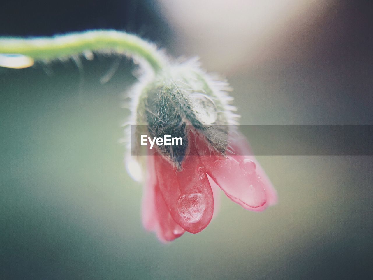 CLOSE-UP OF CATERPILLAR ON LEAF