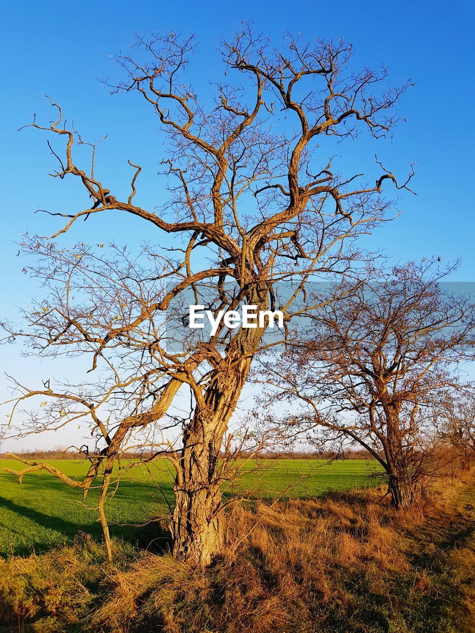 VIEW OF BARE TREE ON FIELD AGAINST SKY