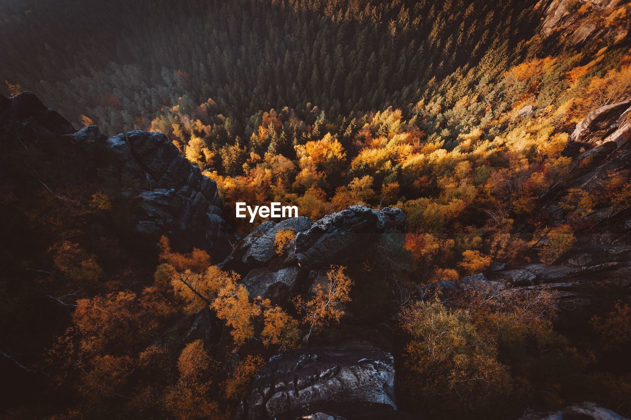 High angle view of forest during autumn