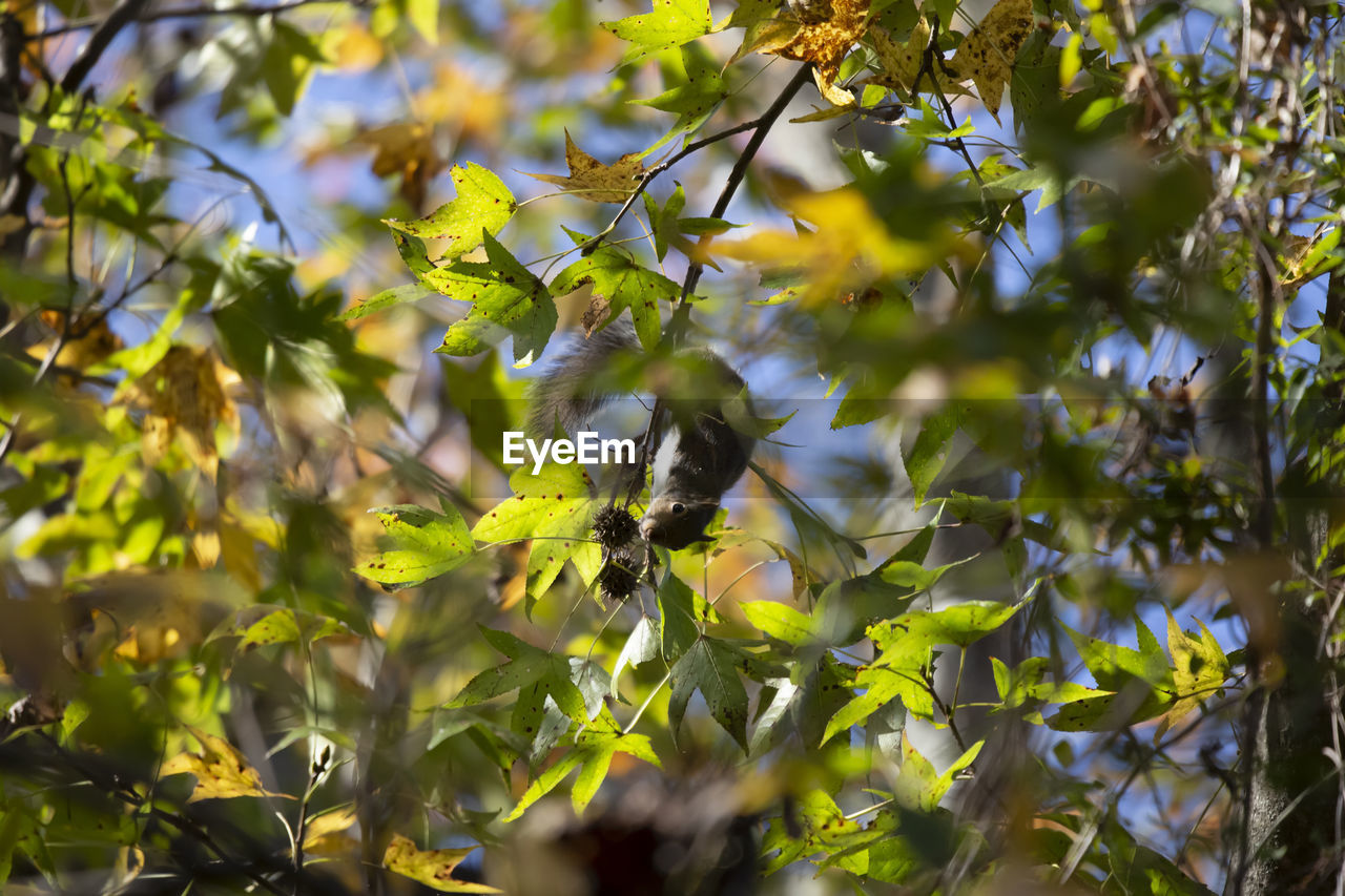 sunlight, plant, nature, green, tree, branch, leaf, plant part, yellow, autumn, growth, beauty in nature, no people, flower, outdoors, day, blossom, sky, food and drink, animal wildlife, low angle view, food, fruit, environment, backgrounds, land, animal themes, animal, forest, close-up, freshness