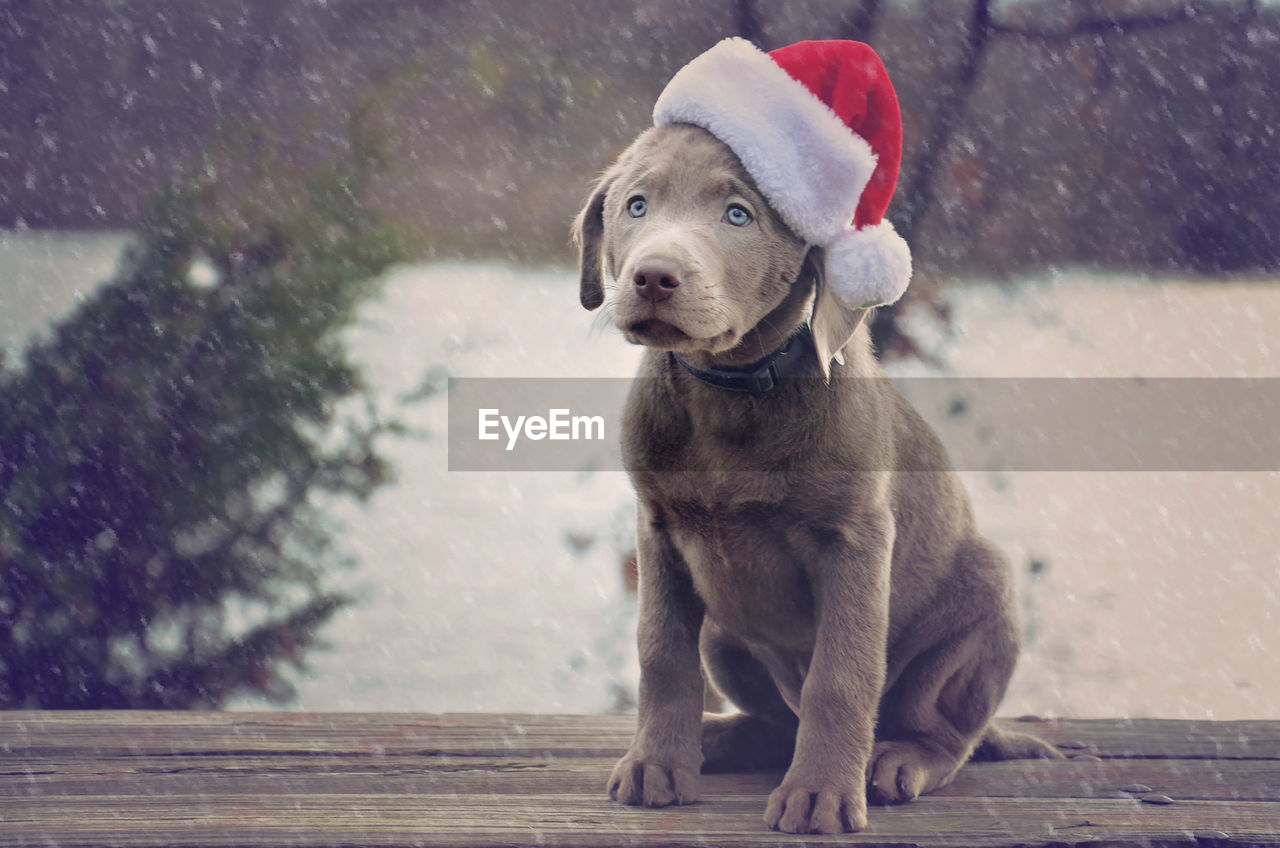 Puppy wearing santa hat on bench during winter