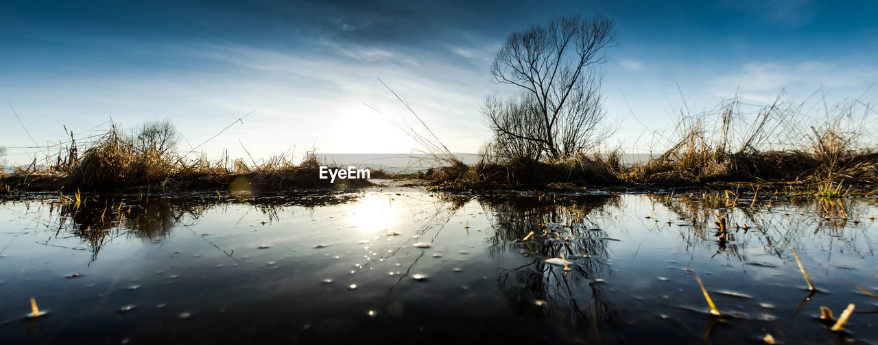 REFLECTION OF BARE TREES IN LAKE