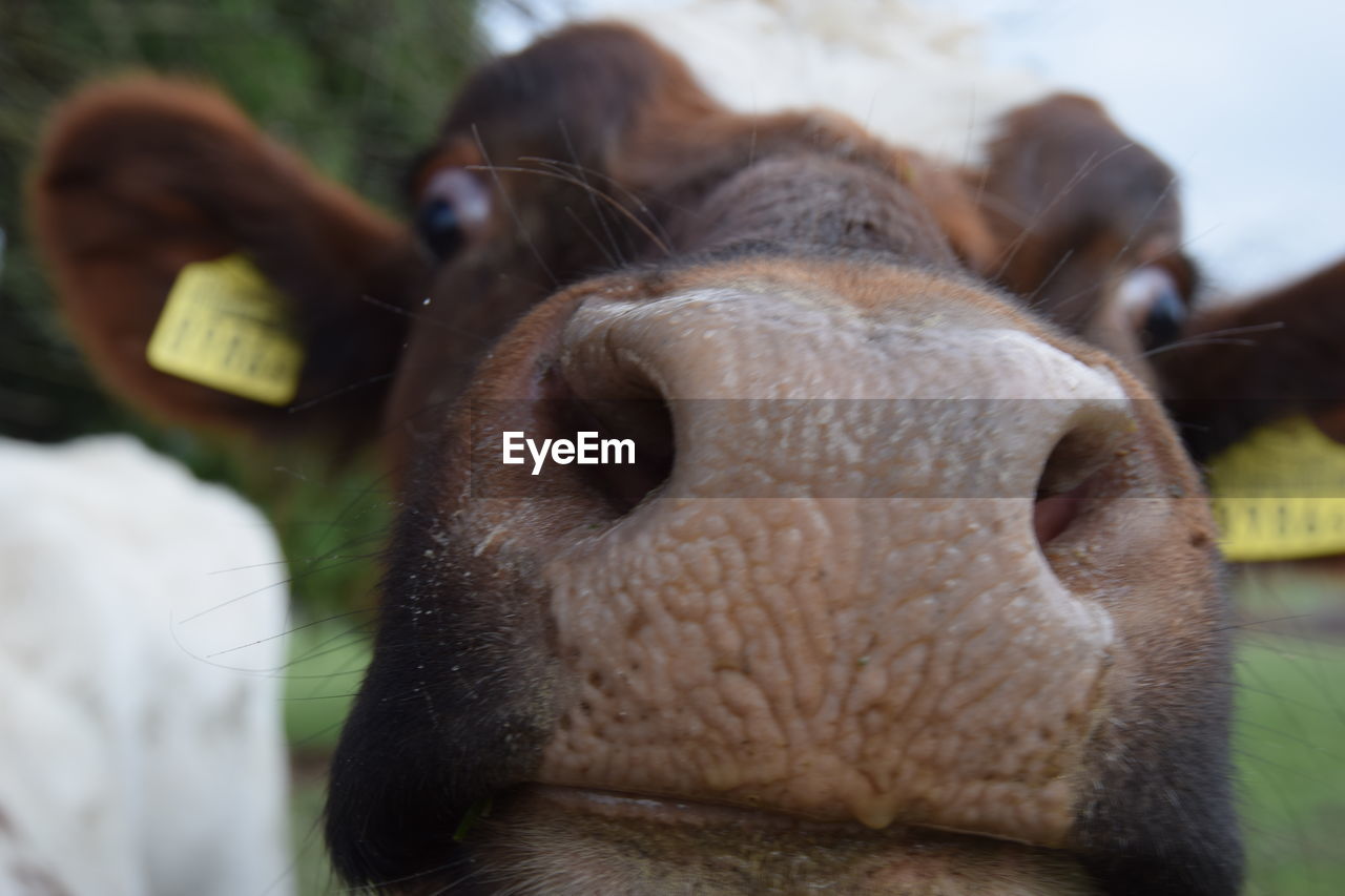 Close-up portrait of cow