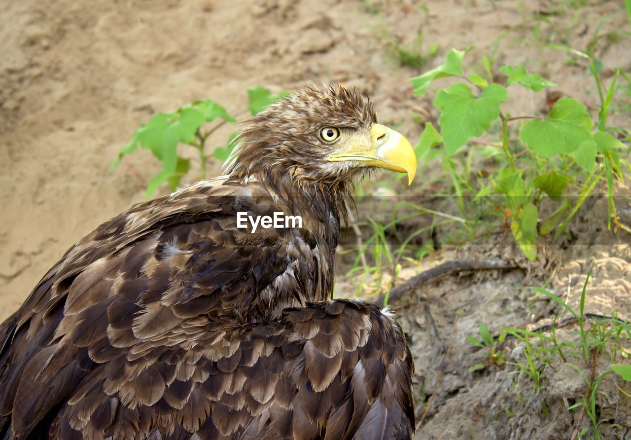 Close-up of bird looking away against plants