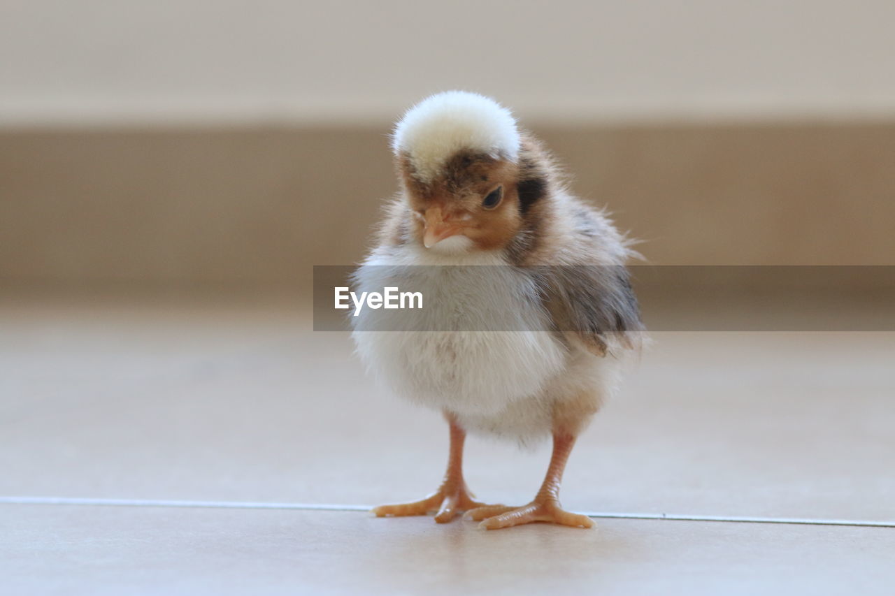 CLOSE-UP OF A BIRD AGAINST THE WALL OF A BABY