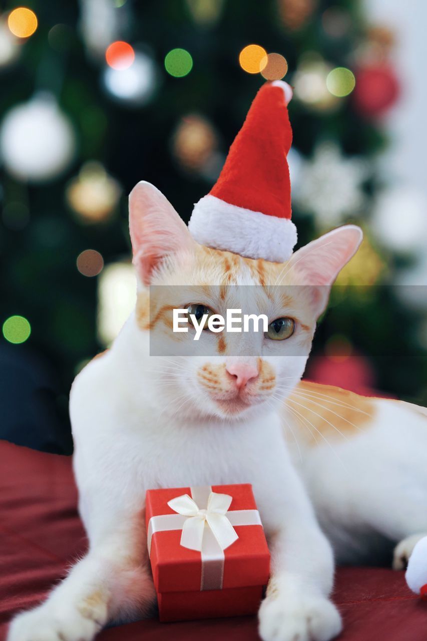 Close-up portrait of cat wearing santa hat while sitting against christmas tree