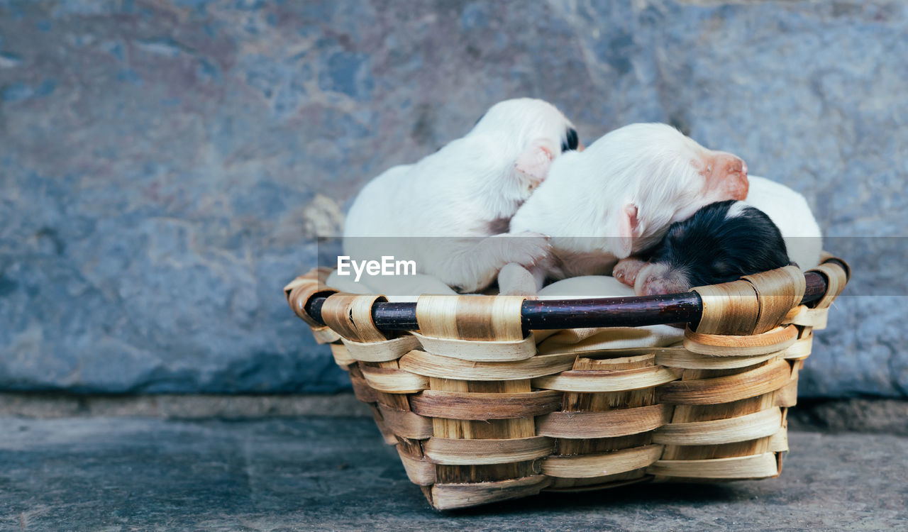 Dog sitting in basket