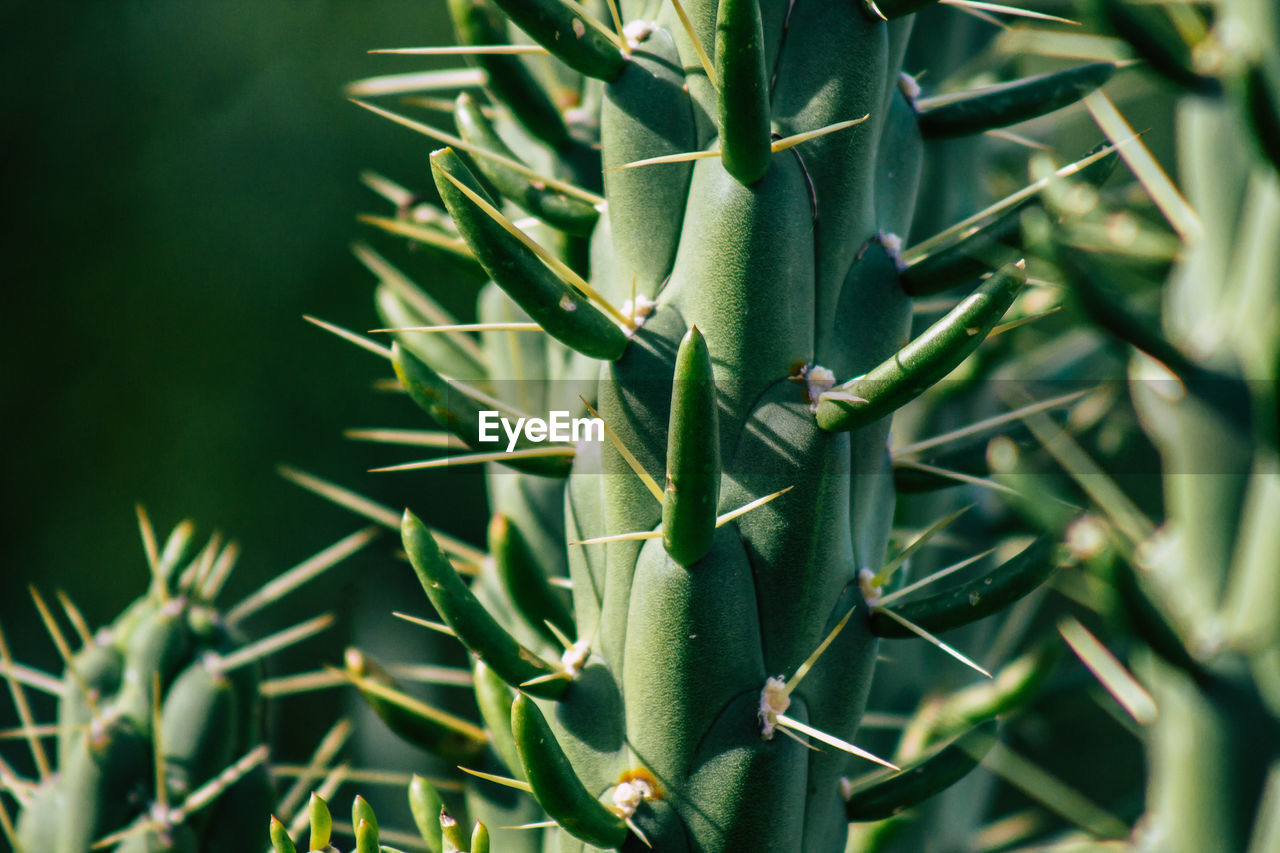 Close-up of succulent plants