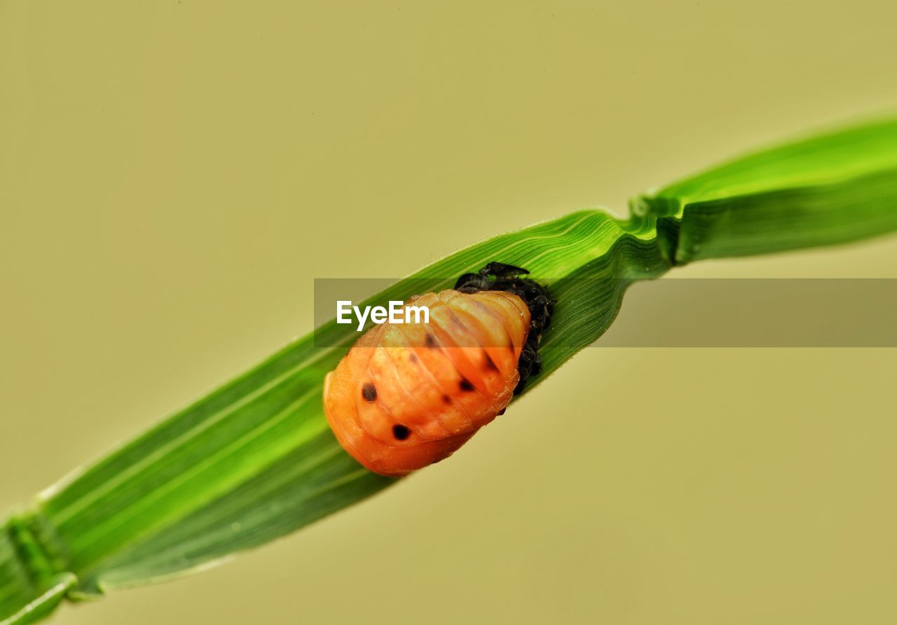 Close-up of ladybug on leaf