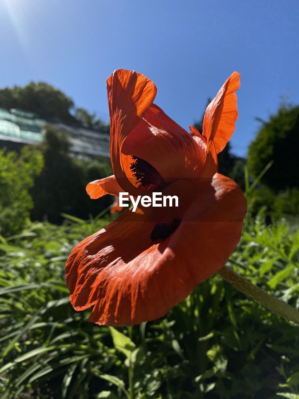 flower, plant, nature, leaf, beauty in nature, flowering plant, orange color, petal, macro photography, no people, close-up, yellow, sky, outdoors, growth, red, animal, animal themes, blue, freshness, day, sunlight, flower head, animal wildlife, animal wing, fragility