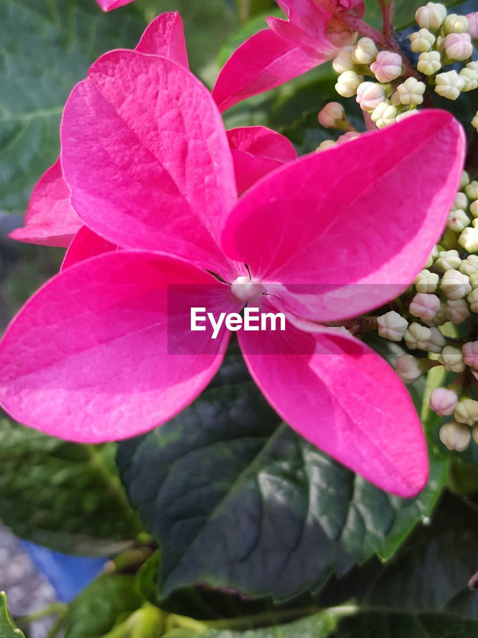 CLOSE-UP OF PINK FLOWERS BLOOMING