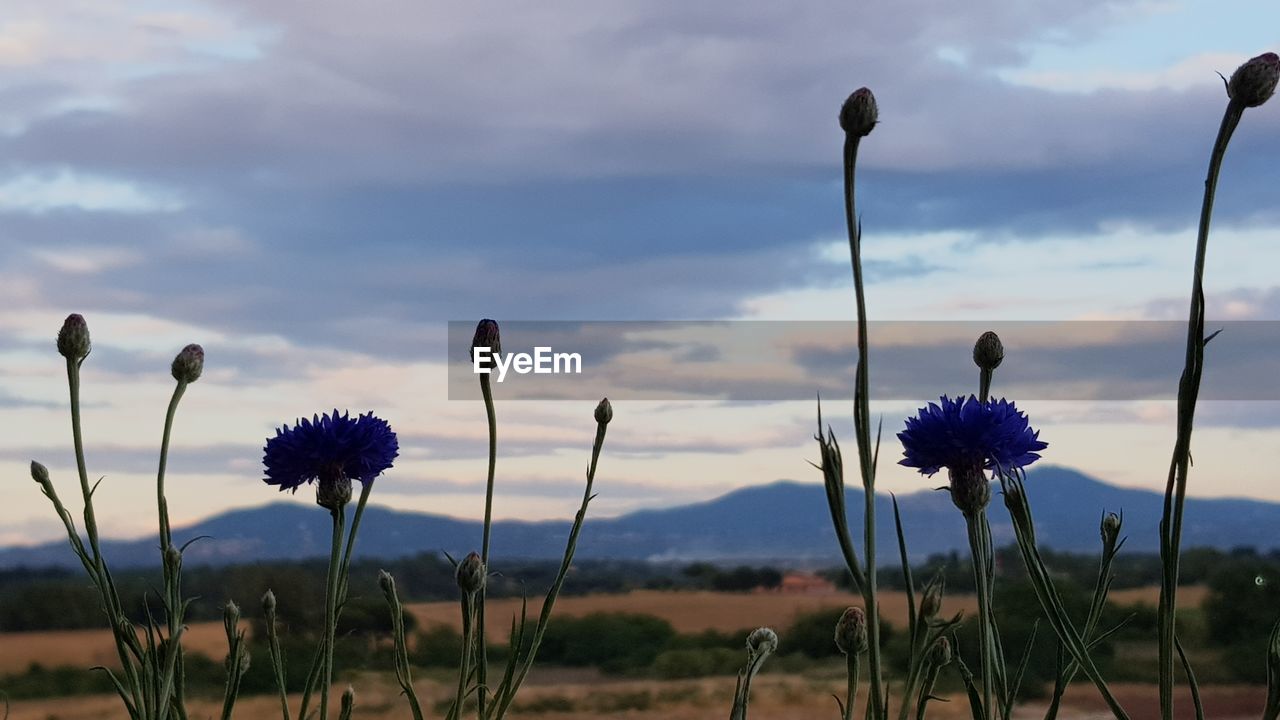 CLOSE-UP OF PURPLE THISTLE FLOWERS ON FIELD AGAINST SKY