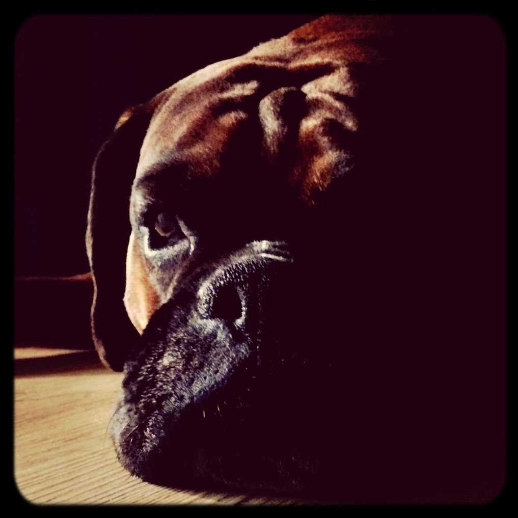 Close-up portrait of dog on floor in house