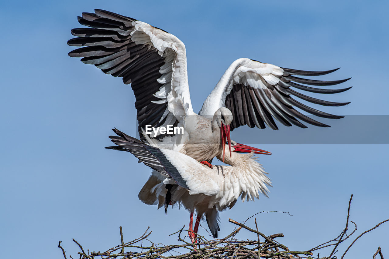 Low angle view of bird in nest