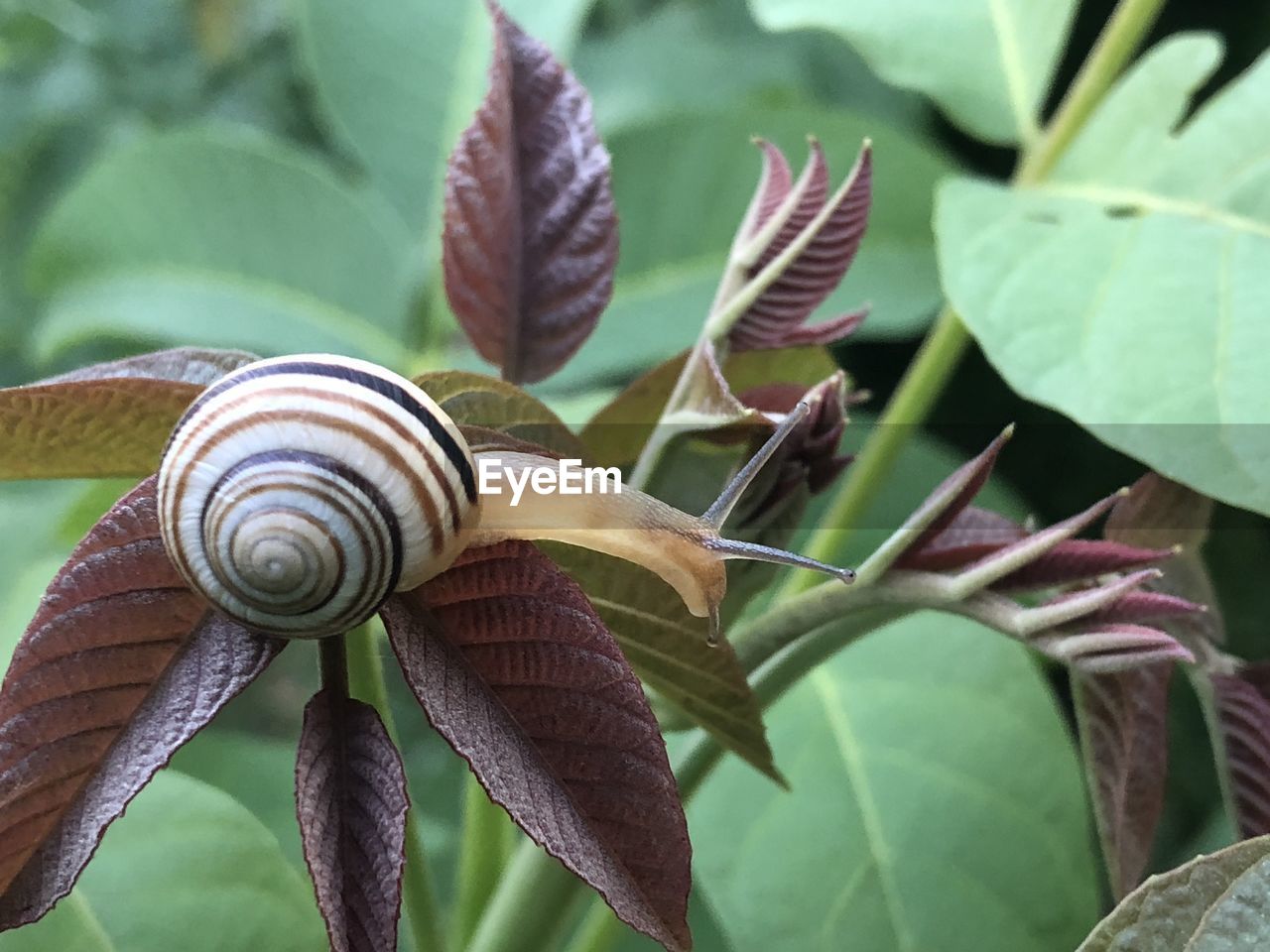 CLOSE-UP OF SNAIL IN LEAVES