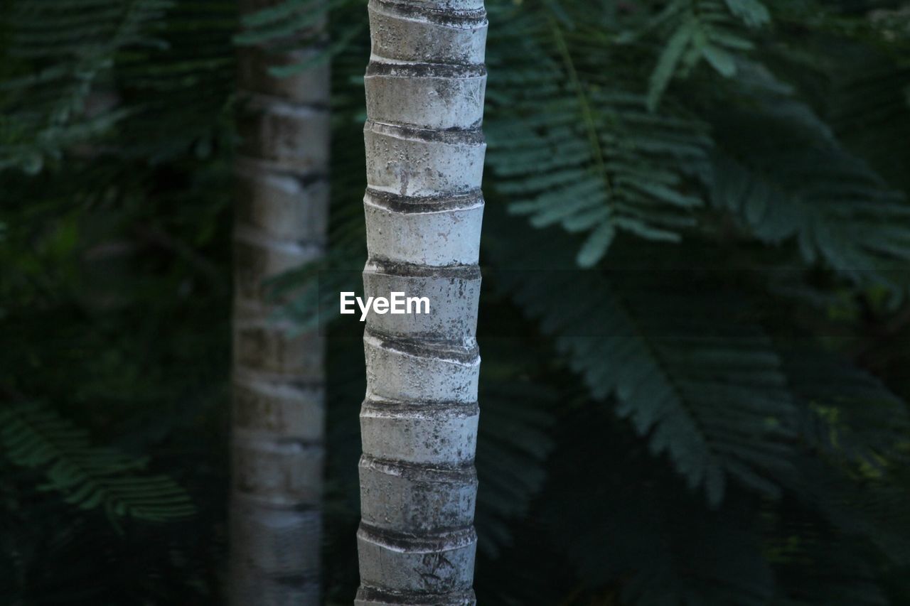 Close-up of bamboo trees in forest