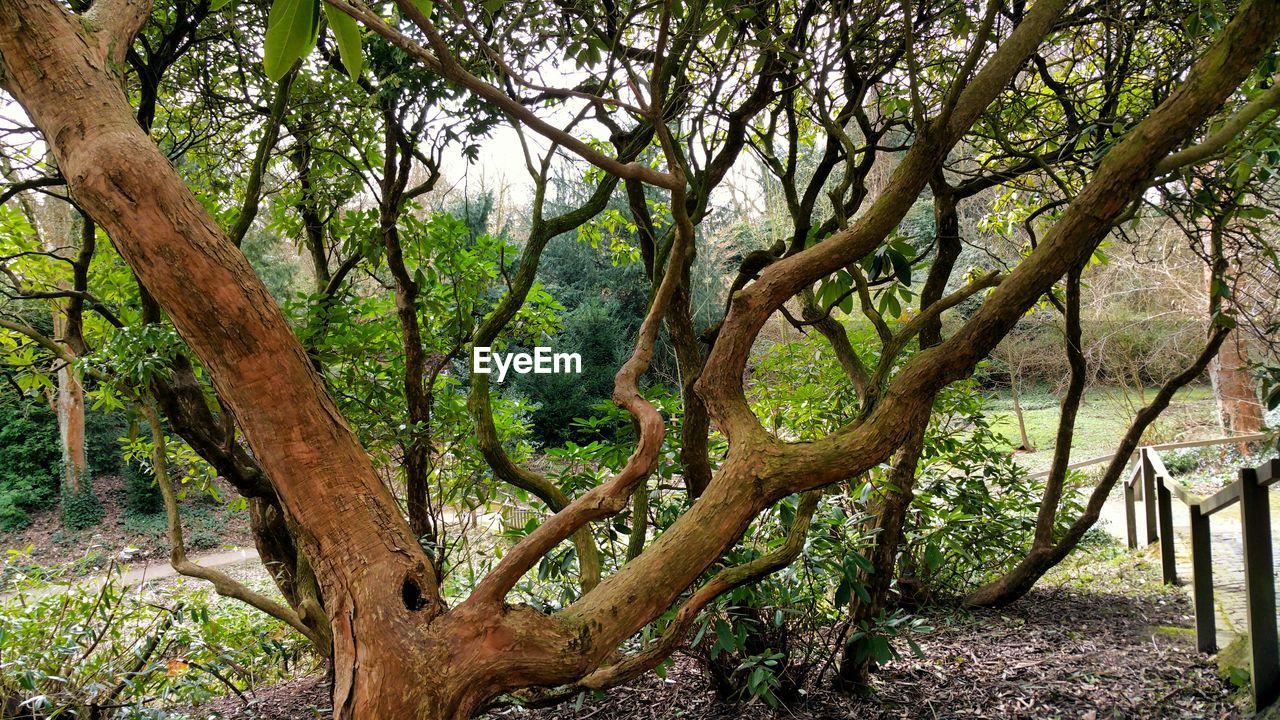 Trees on countryside landscape