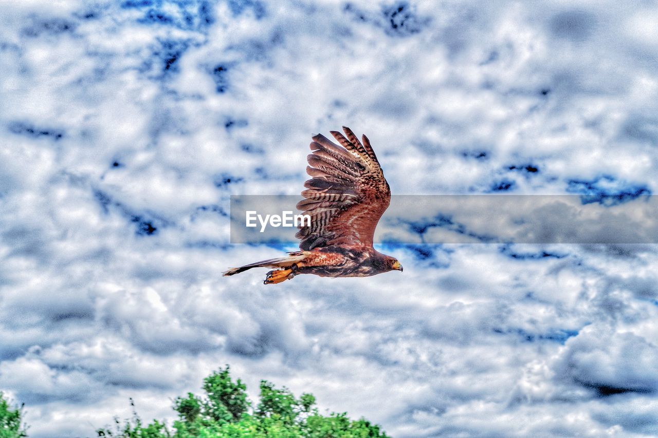 CLOSE-UP OF BIRD FLYING AGAINST SKY