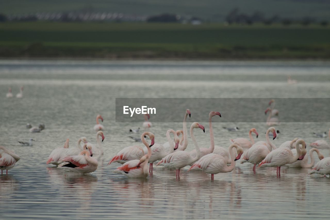 Flamingo birds in a salt lake