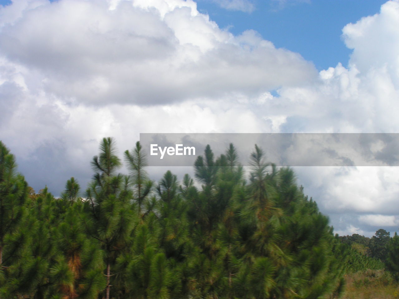 TREES ON LANDSCAPE AGAINST CLOUDY SKY