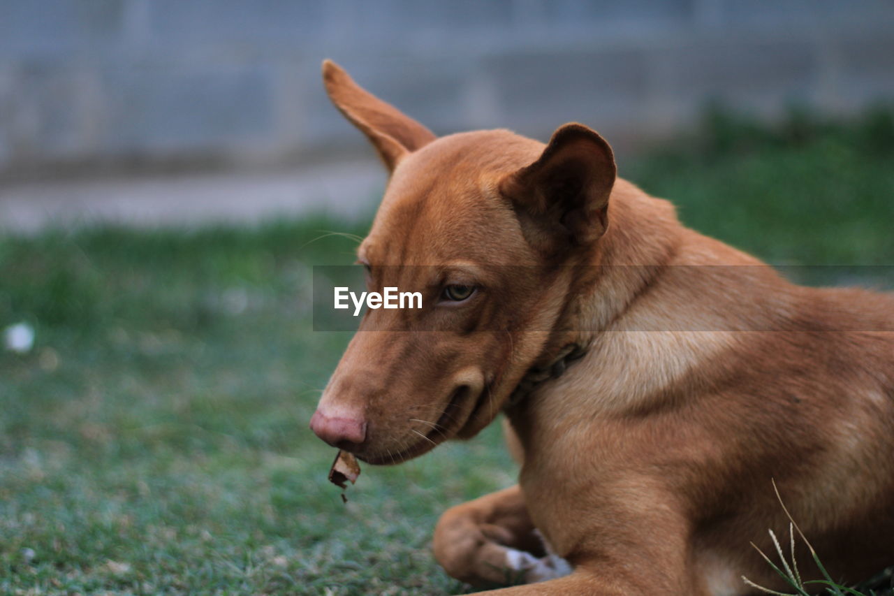 Close-up of dog looking away