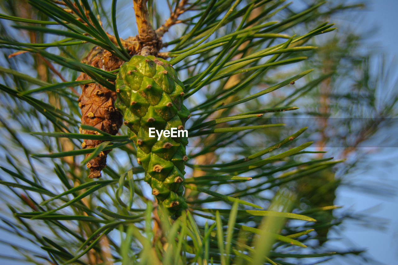 tree, plant, nature, branch, no people, flower, growth, spruce, animal themes, green, leaf, day, animal wildlife, animal, beauty in nature, close-up, outdoors, pine tree, coniferous tree, pinaceae, food and drink, fir, food, plant part, wildlife, grass, focus on foreground, evergreen, tropical climate