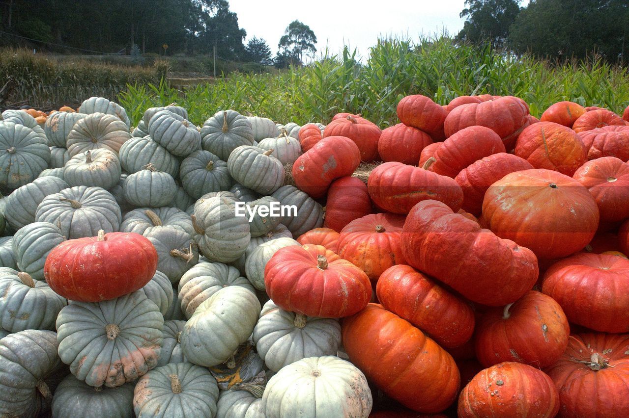 Pumpkin farm with piles of squash