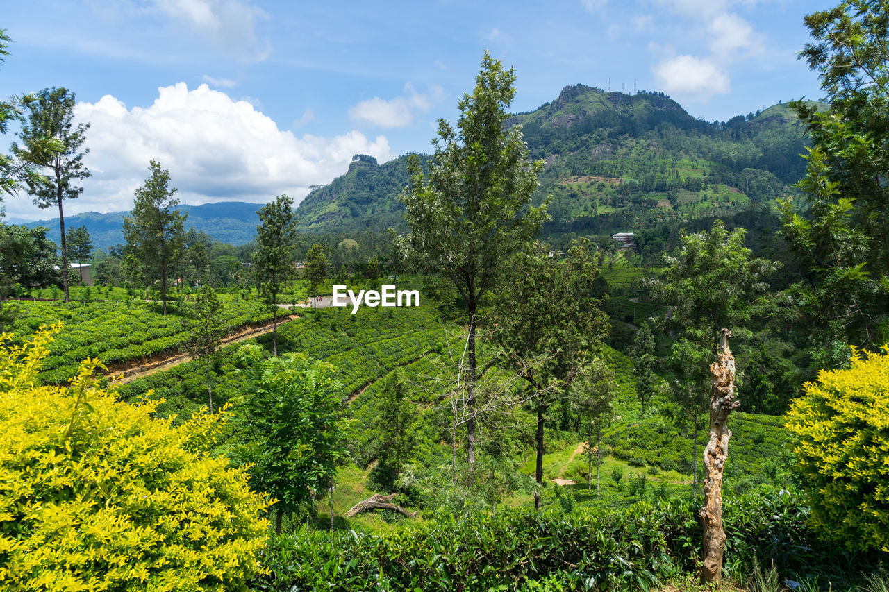 Beautiful view on tea plantation near nuwara eliya, sri lanka