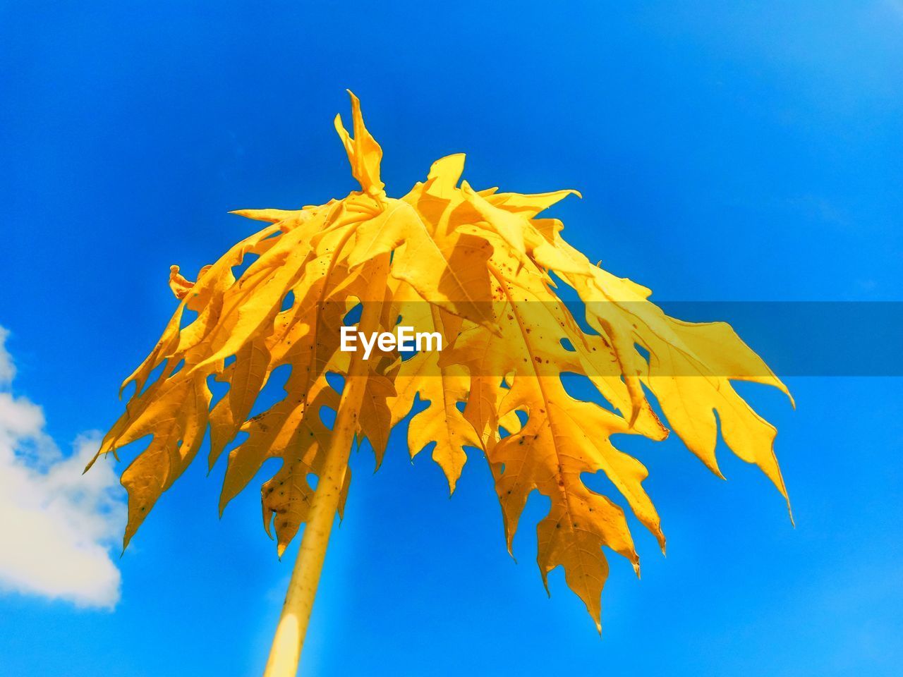 Close-up of yellow maple leaves against blue sky
