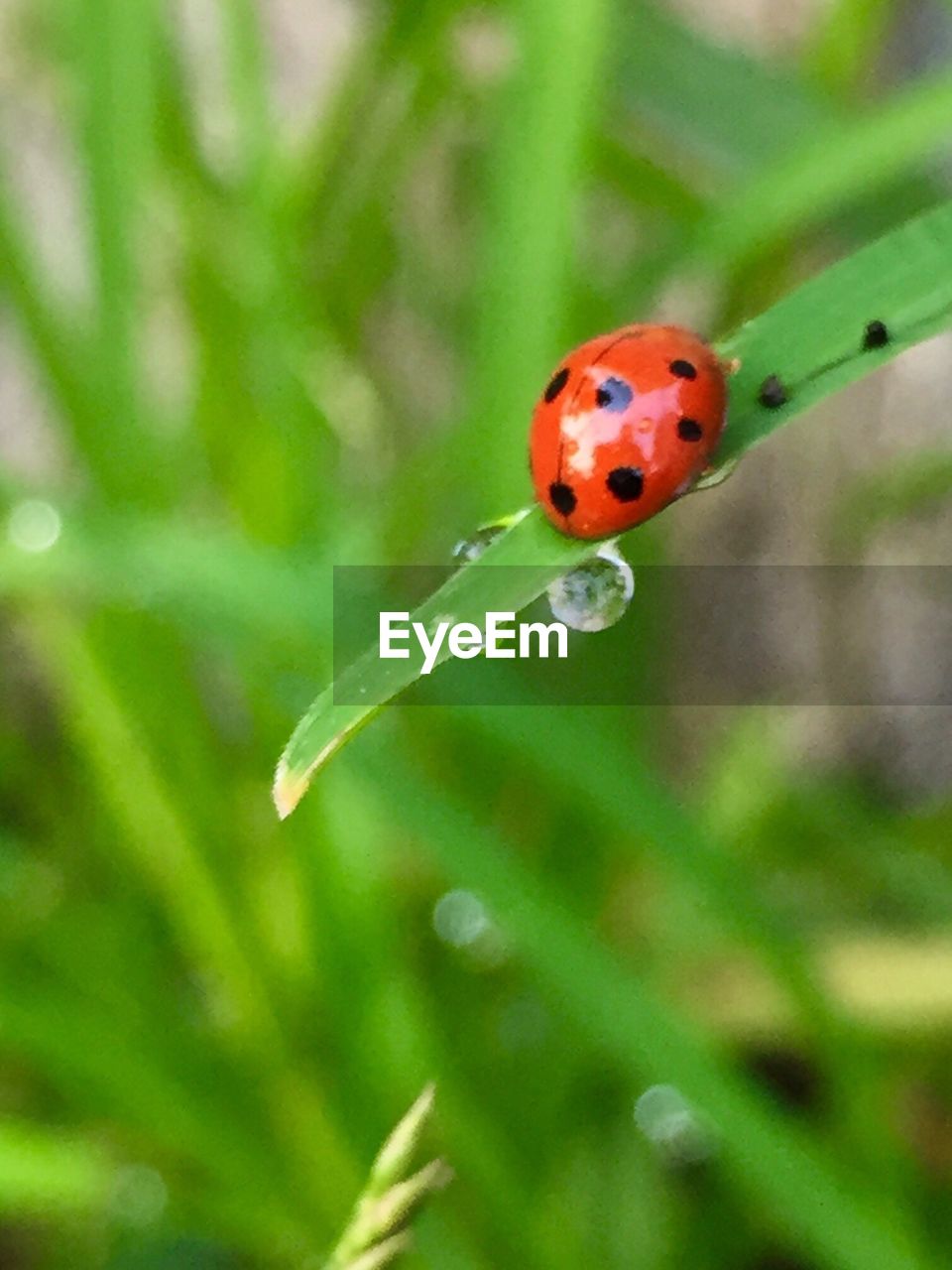 LADYBUG ON LEAF